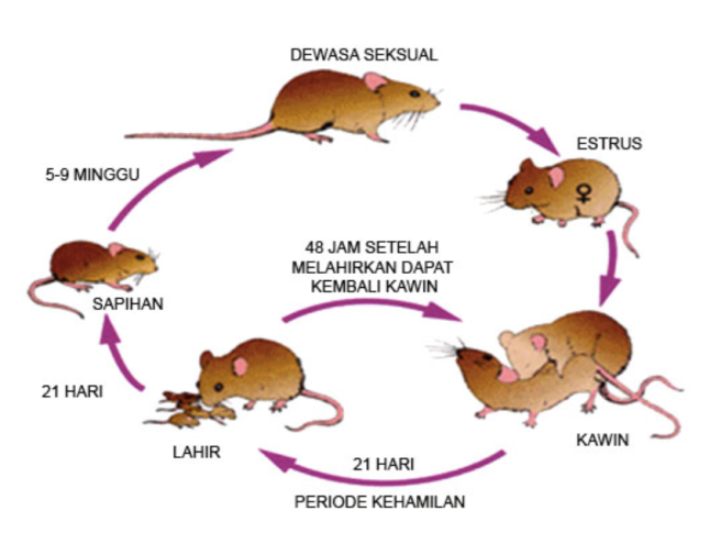 Siklus hidup  Tikus dan Mencit PestsBlog